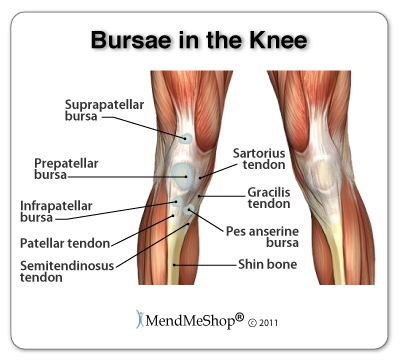 bursae-in-the-knee.jpg